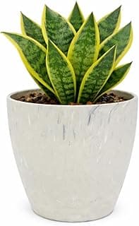 Vaso cachepô decorativo branco com planta verde e amarela, ângulo frontal, textura ondulada.