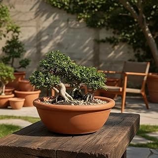 Bacia de bonsai marrom com bonsai verde pequeno em um quintal