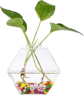 Vaso hexagonal transparente para plantas com decoração de objetos coloridos