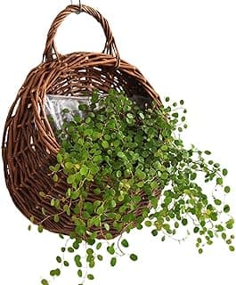 Cesta decorativa de parede em rattan natural com planta verde pendente