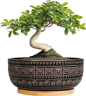 Vaso de bonsai em cerâmica preto e branco com árvore verde brilhante