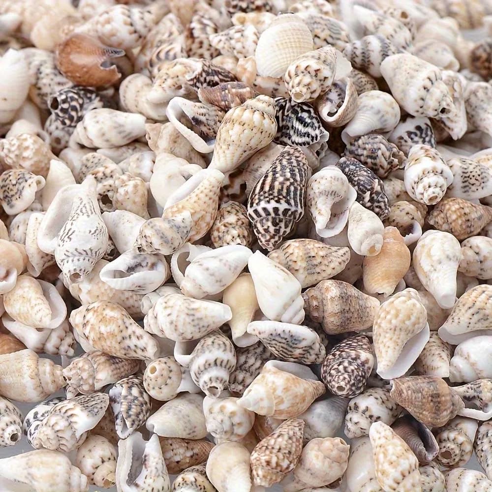 1 caixa de conchas para artesanato, fabricação de joias, decoração de casa - suprimentos para fabricação de velas com tema de praia, artesanato, joalheria