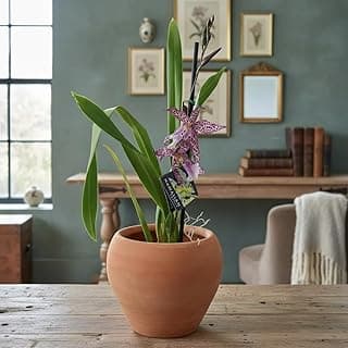 Vaso cachepot terracota com orquídea em flor, para decoração de interiores.